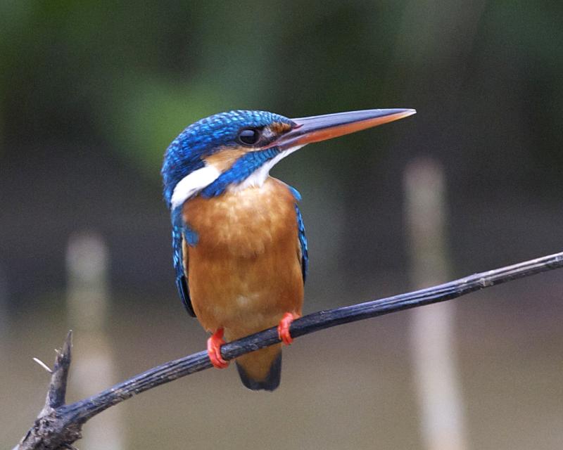 kINGFISHER